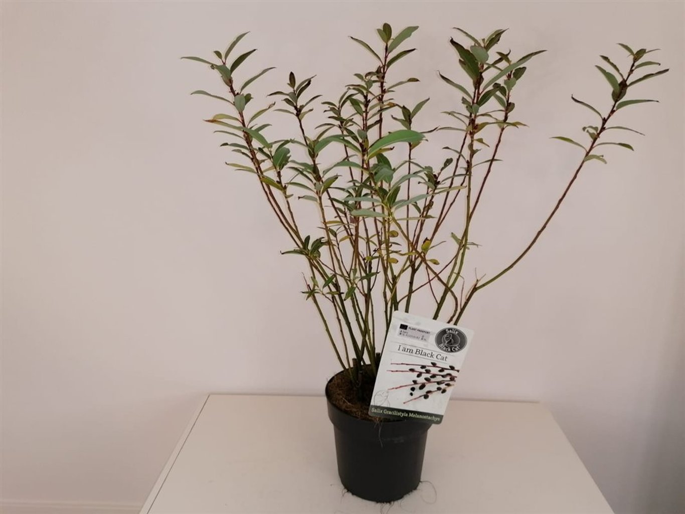 Salix gracilistyla 'Melanostachys' - C3 30-40 CM